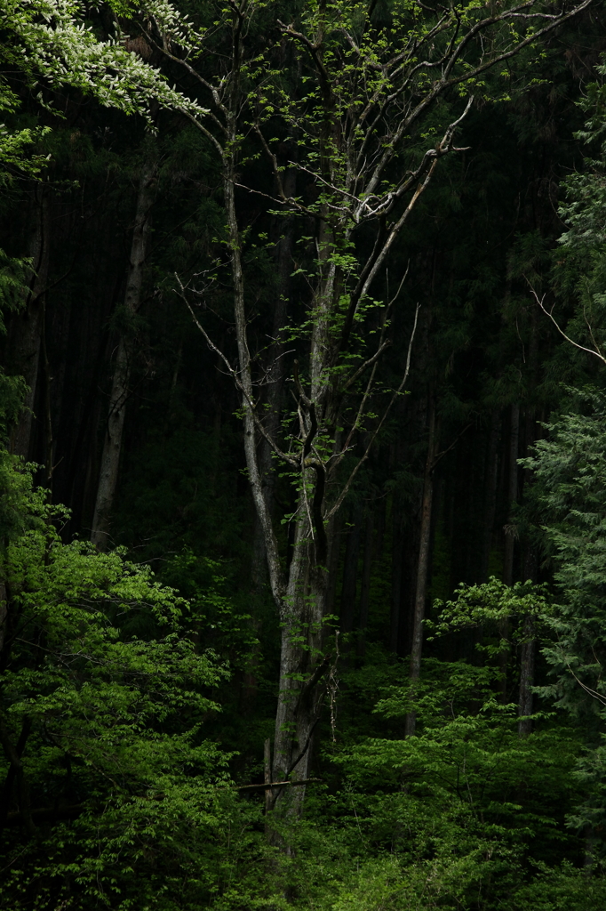 山の樹