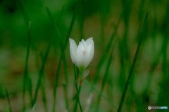 白い花と緑のライン