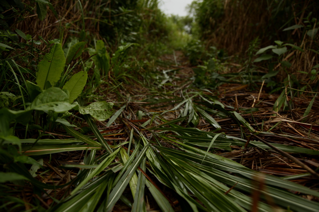 草道