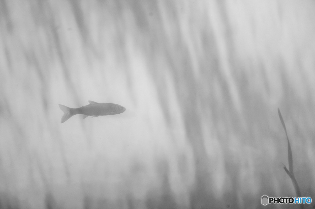 小魚とわかめ