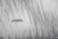 小魚とわかめ