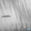 小魚とわかめ