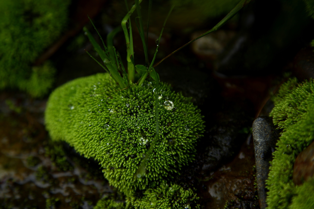 水玉