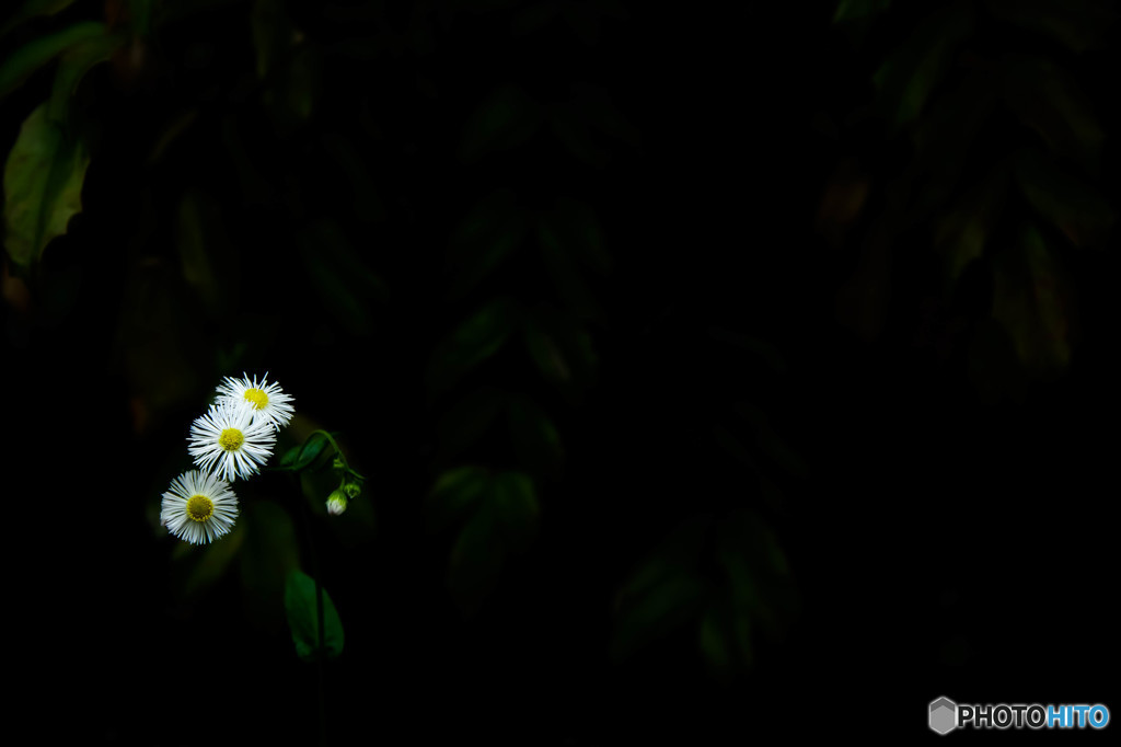 三連花