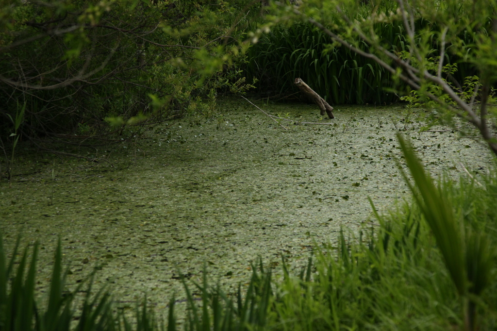midori