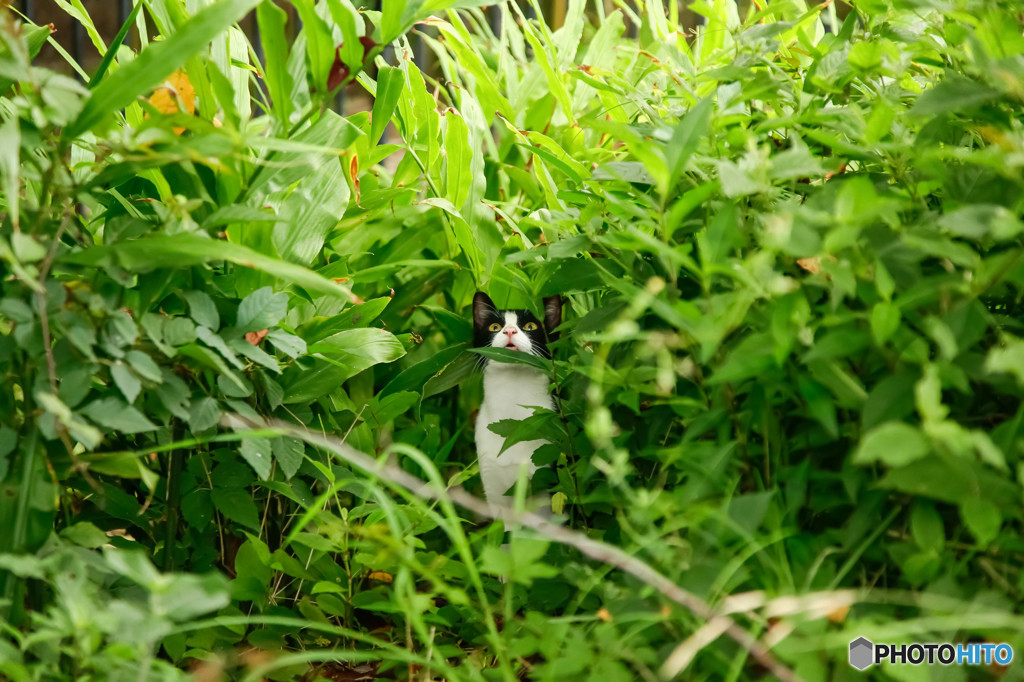 見上げ猫