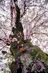 生命力溢れる桜