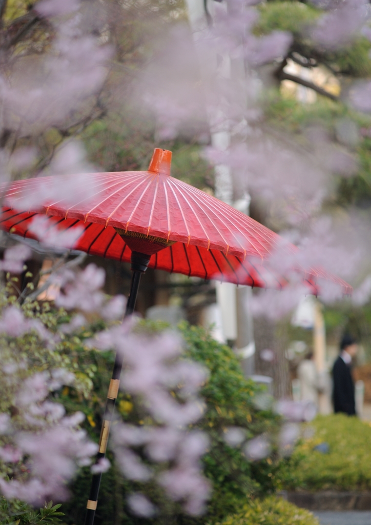 桜に囲まれて