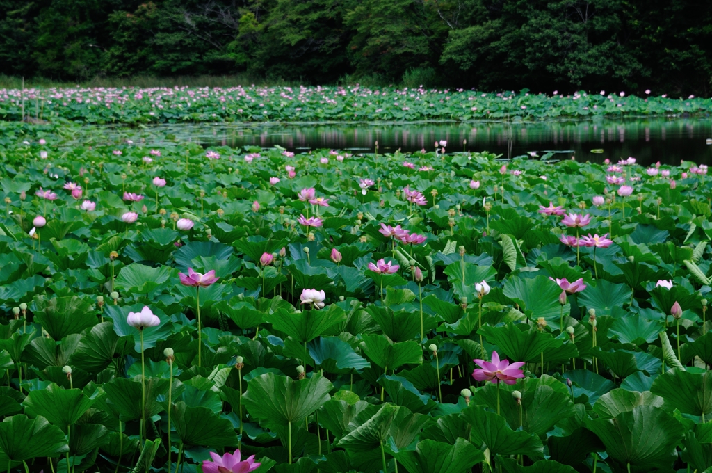 名も無き沼にて