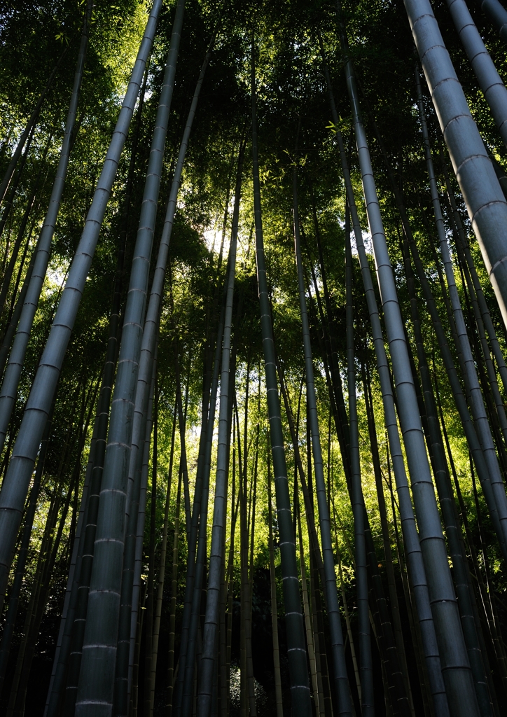 英勝寺の竹林