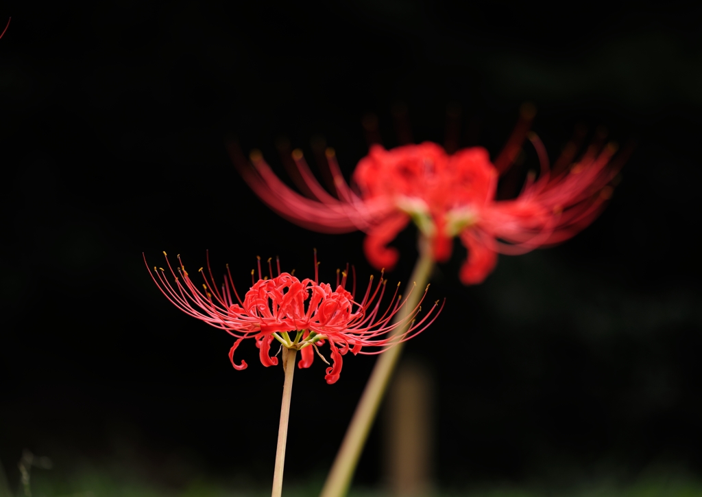 曼珠沙華　其の弐