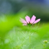 秋桜（３）