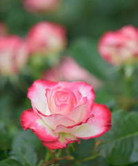 名城公園の薔薇～その一