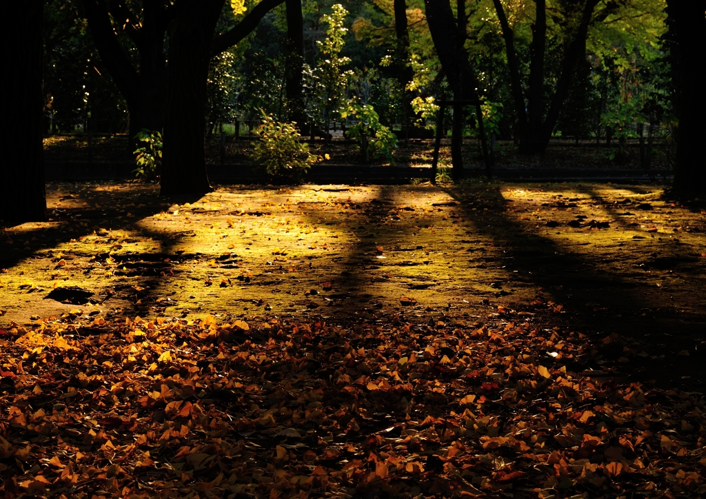 晩秋のつるべ落としの伸びゆく影