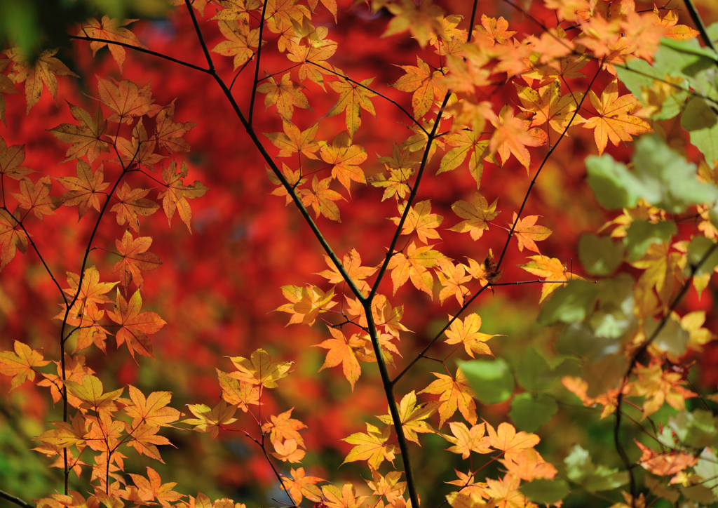 紅葉～４