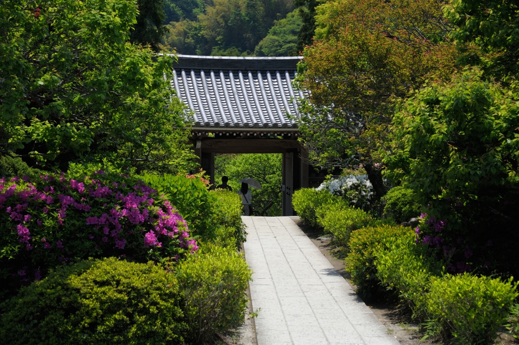 新緑に 溶け行く日傘 浄妙寺