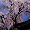 枝垂れ桜
