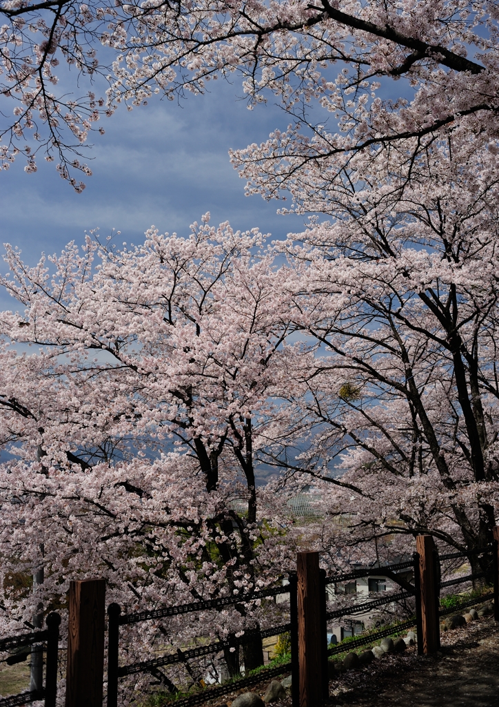 桜に囲まれて