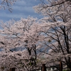 桜に囲まれて