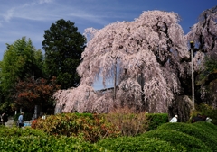 桜花の滝