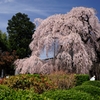 桜花の滝