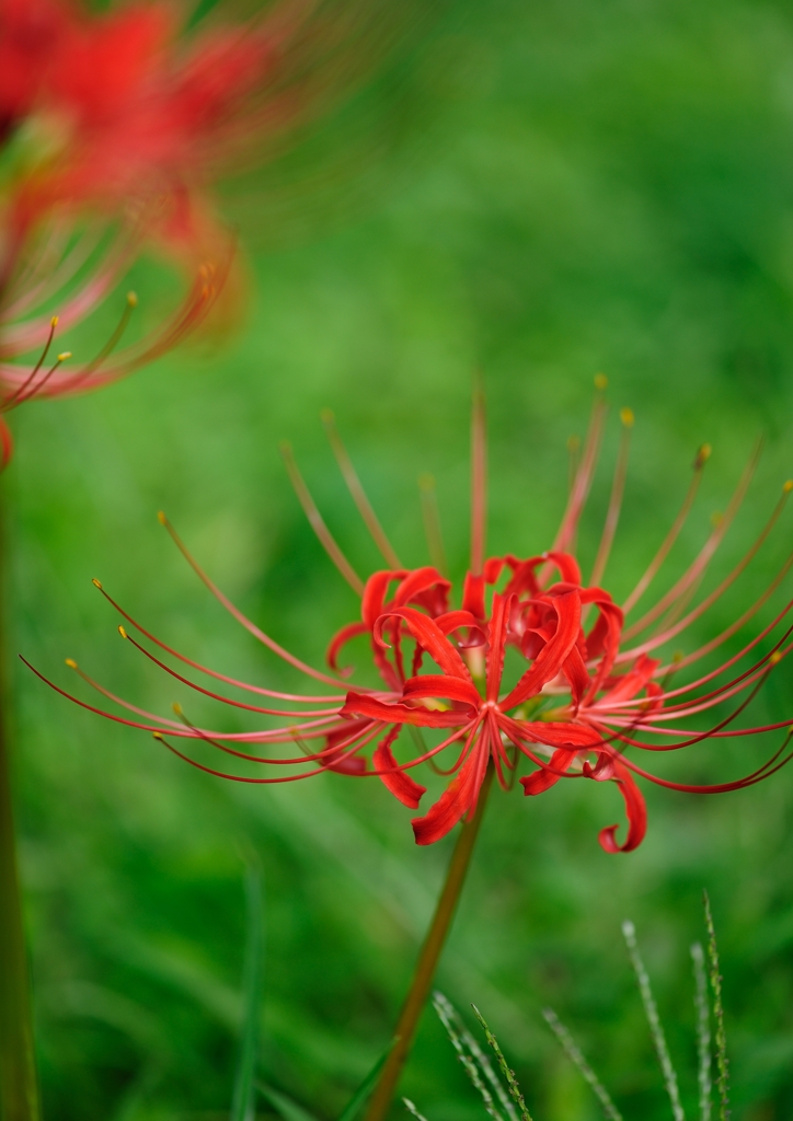 曼珠沙華　其の陸