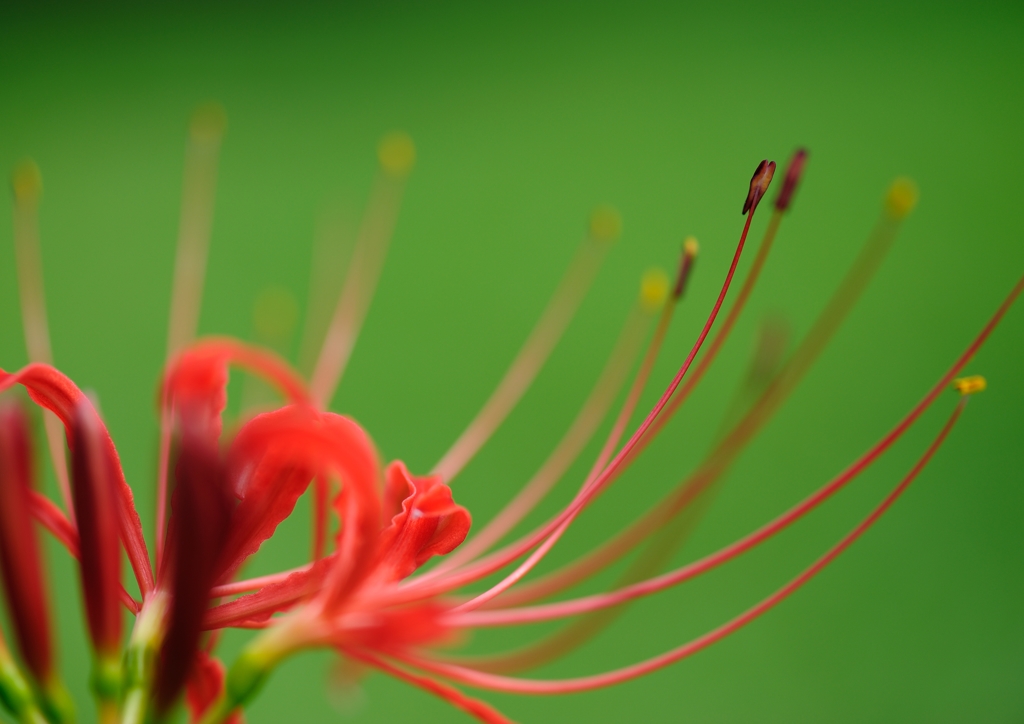 曼珠沙華　其の参