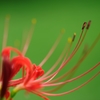 曼珠沙華　其の参