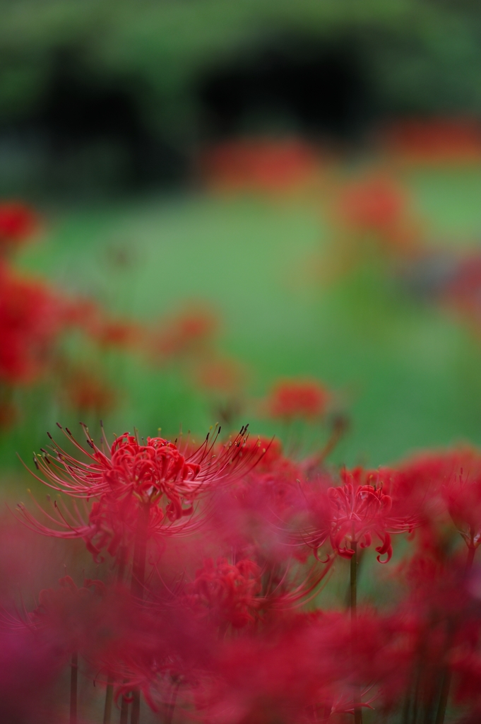 小石川の曼珠沙華（三）