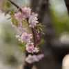 芽吹く若葉