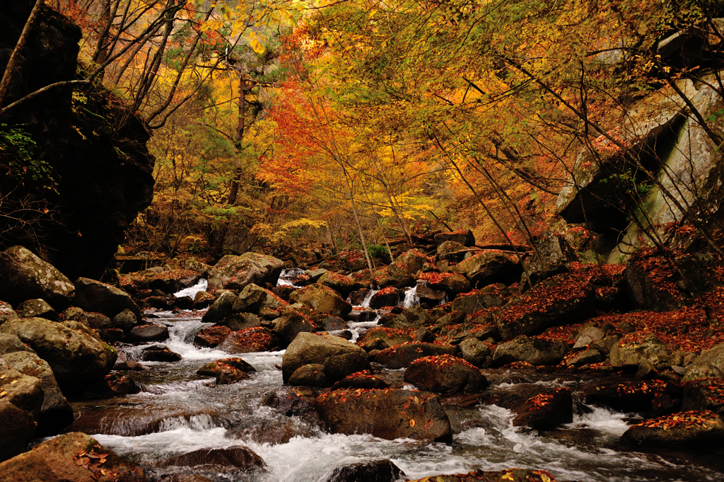 紅葉の渓谷～３