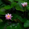 睡蓮～②
