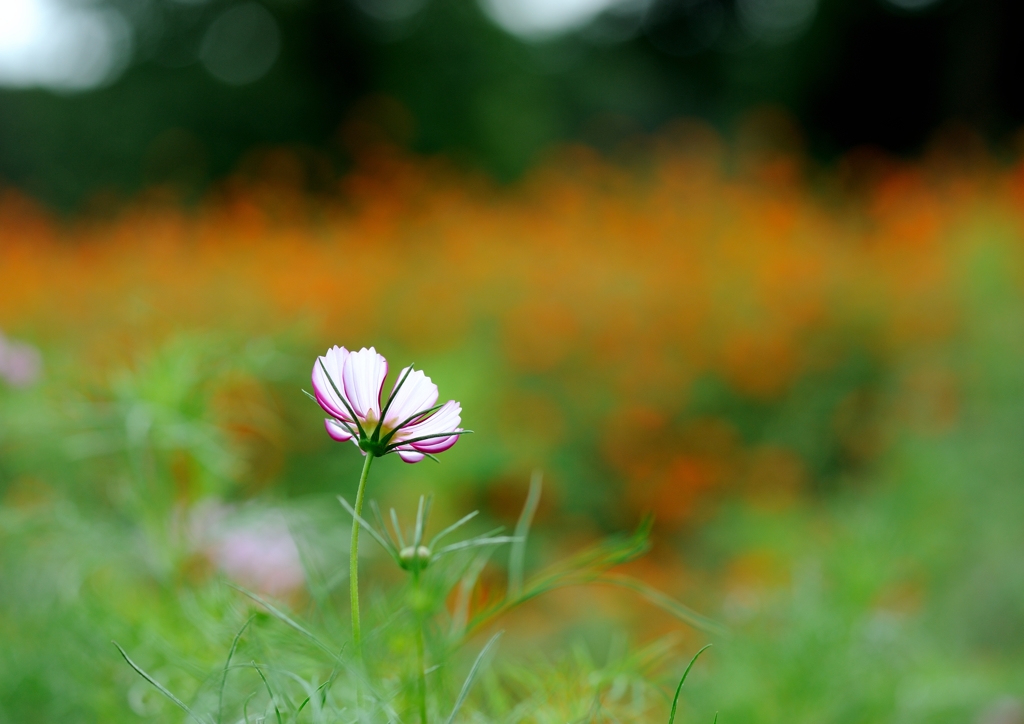 秋桜（２）