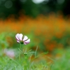 秋桜（２）
