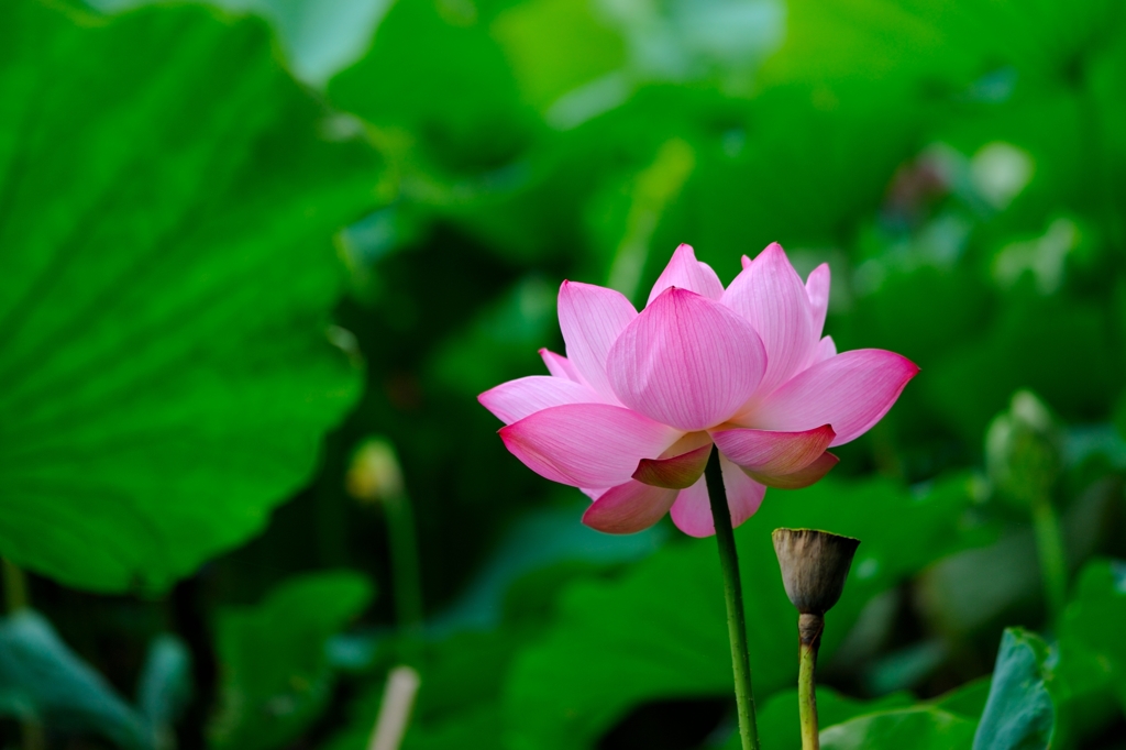 枯れ花托とともに