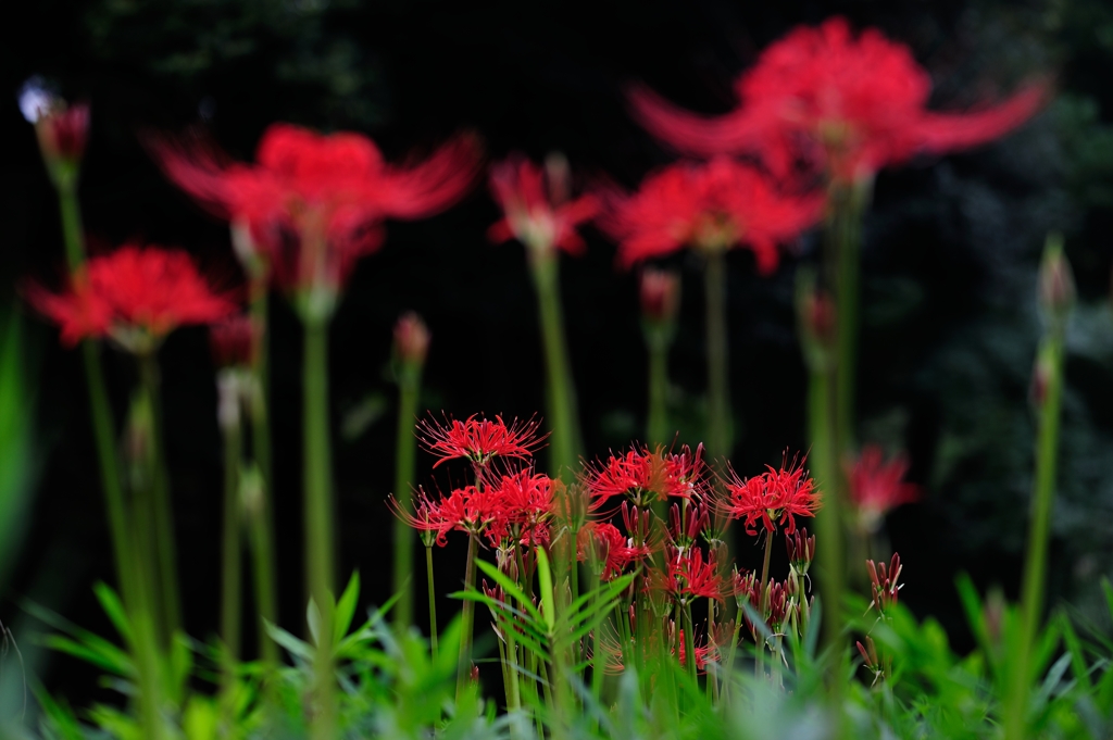 小石川の曼珠沙華（二）