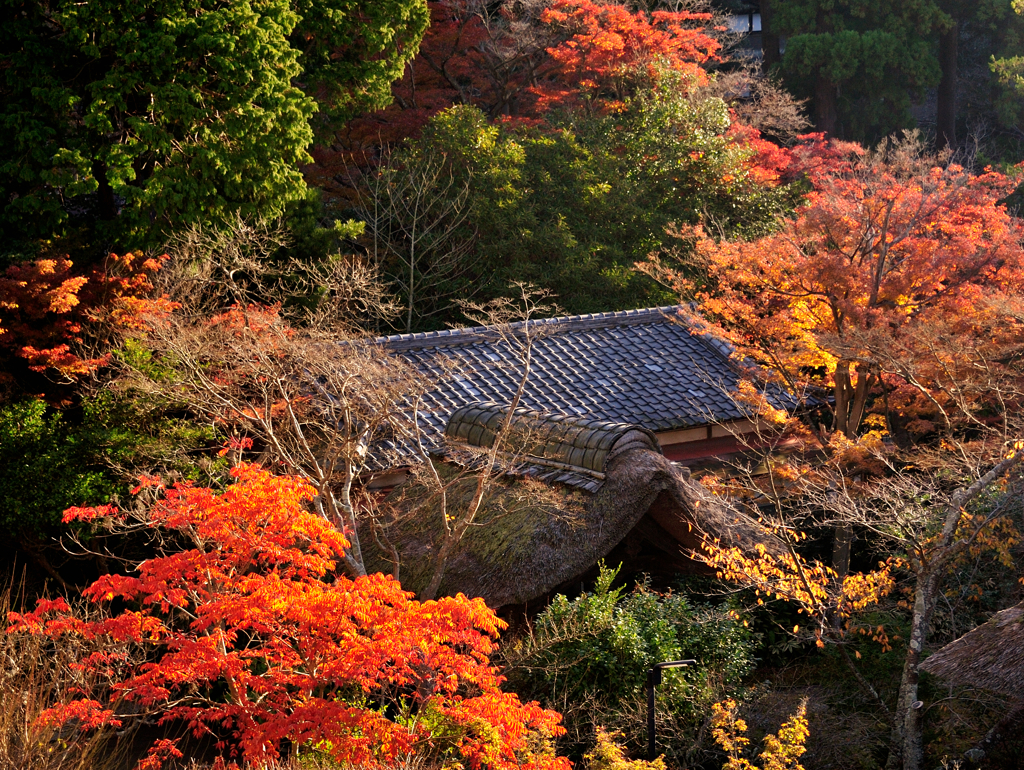 紅葉に囲まれて
