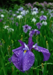 花菖蒲　雨に濡れて