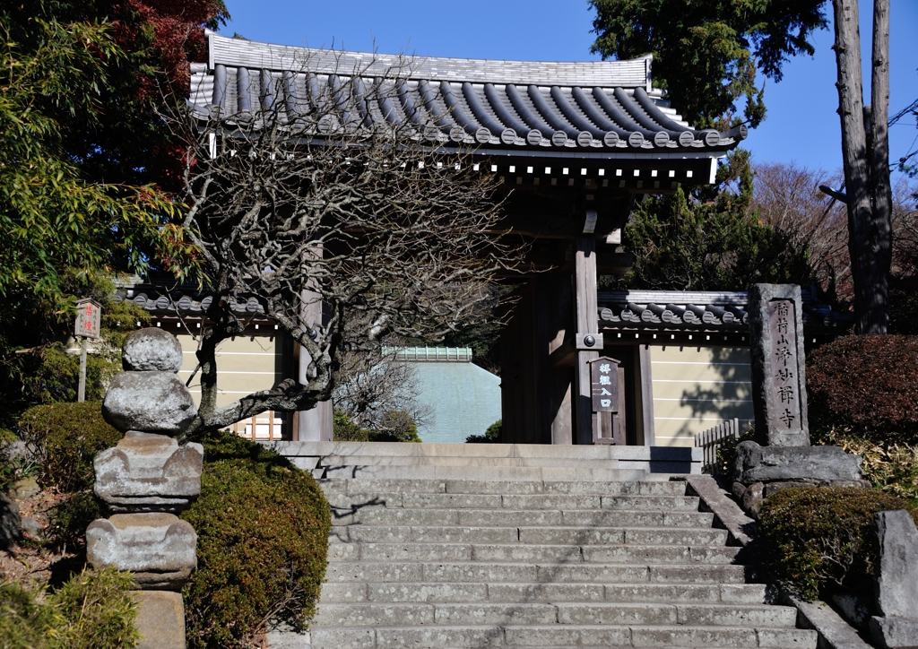 待ちどうしい梅　浄妙寺