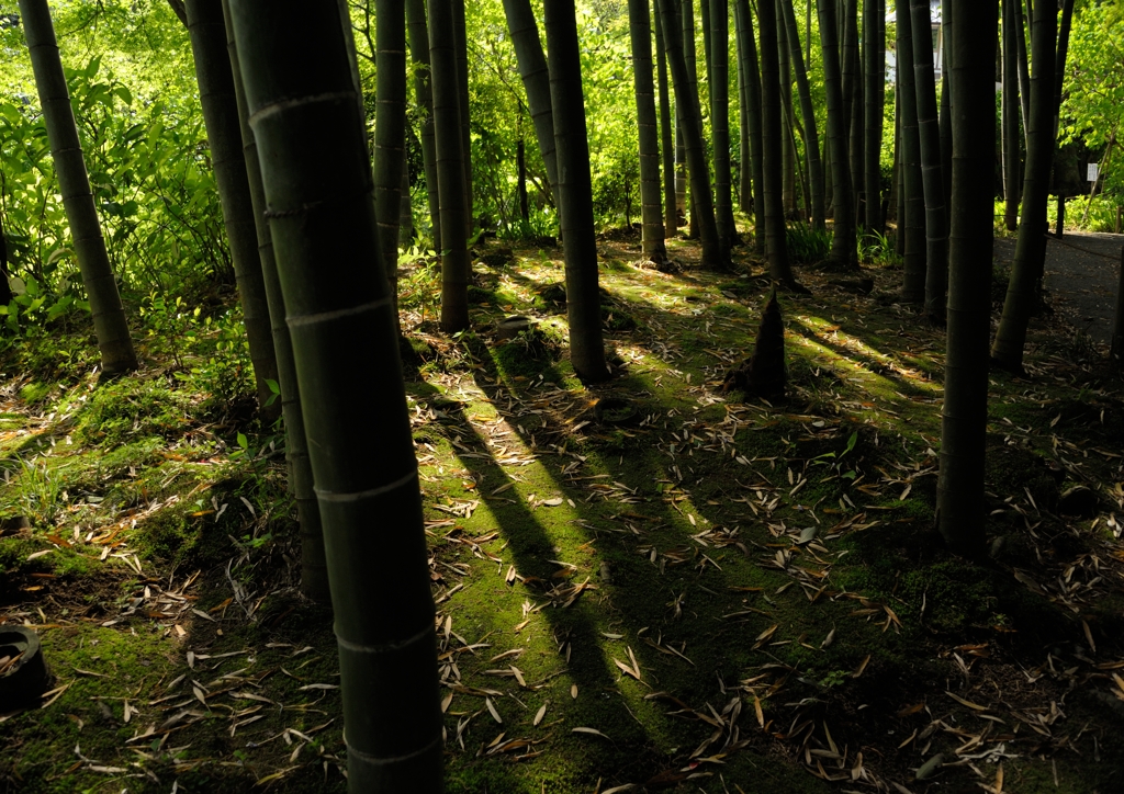 明月院の竹林