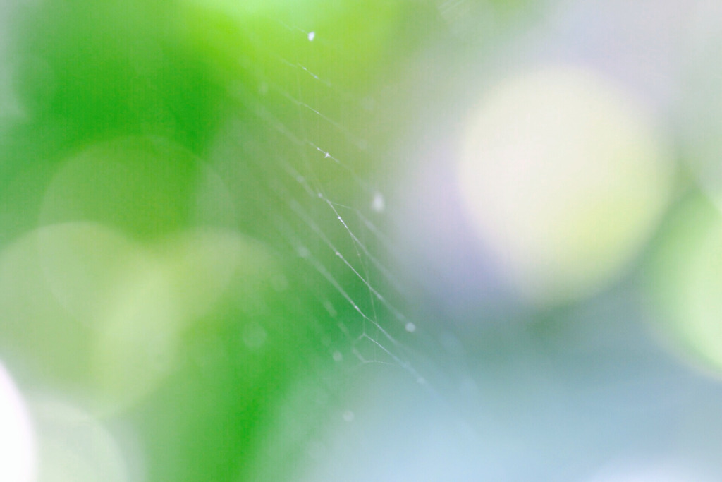 紫陽花と蜘蛛の家
