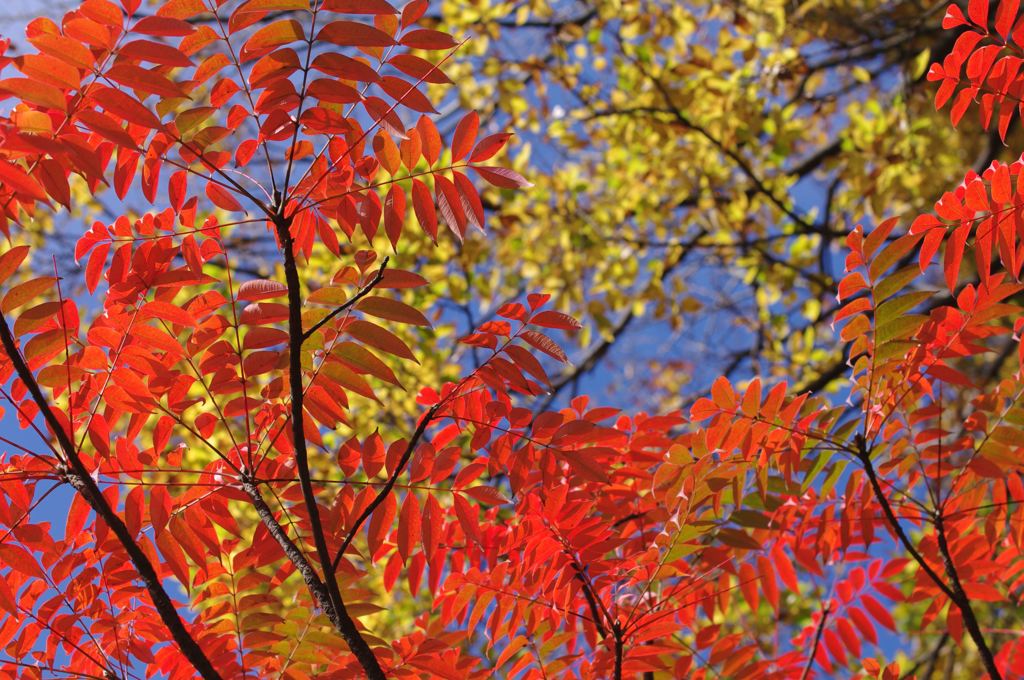 Colored leaves　2♪