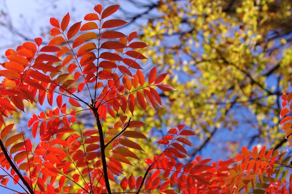 Colored leaves　♪
