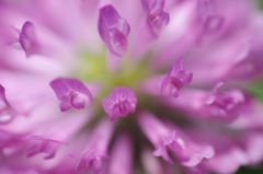 Clover2