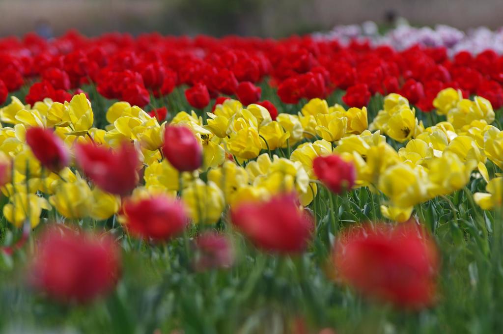 Blooming lovely
