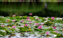 water lily