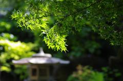 新緑の香り