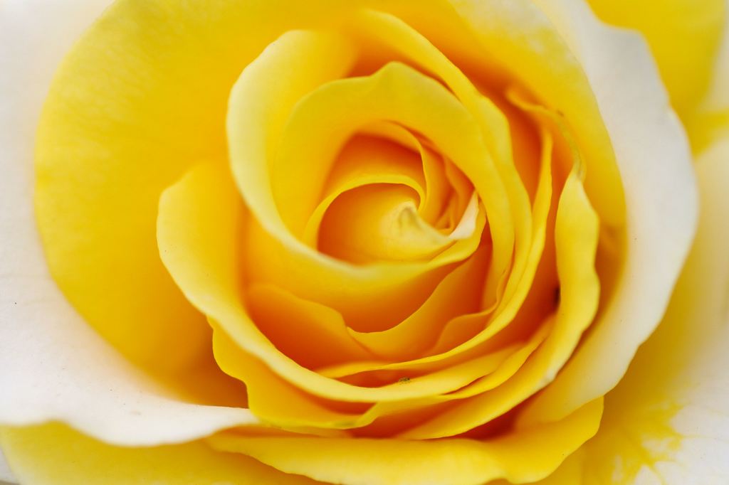 Yellow rose