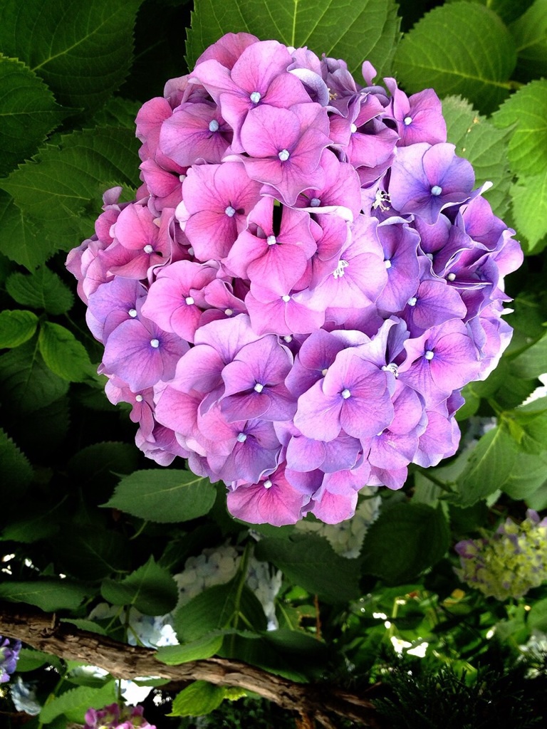 Hydrangea