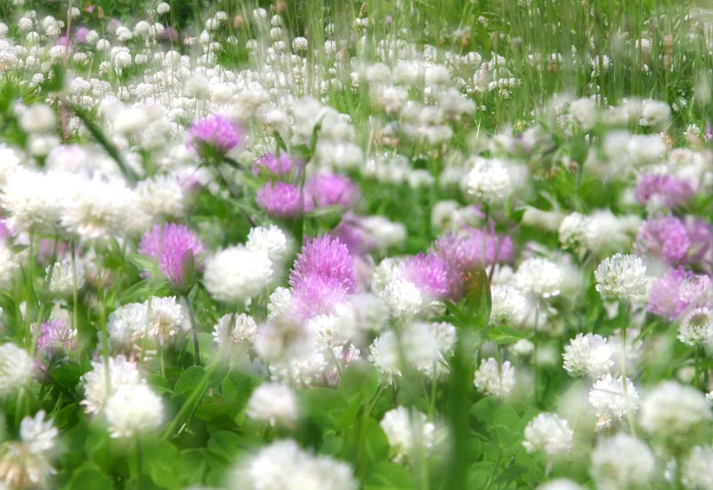 Clover 